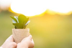 hand- Holding een boom klaar naar toenemen Aan de groente. wereld eco dag concept foto