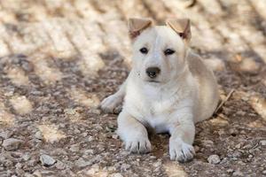 puppy pasgeboren witte Pommeren hond foto