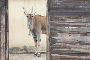 Afrikaanse antilope detail foto