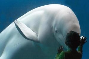 beluga walvis wit dolfijn ontmoeten een kinderen foto