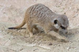 geïsoleerd meerkat op zoek Bij u foto