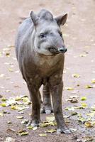 tapir portret terwijl op zoek Bij u foto