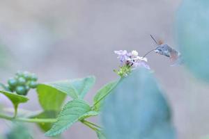 insect zuigen stuifmeel foto