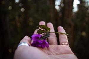 dichtbij omhoog paars ruellia bloemen houdende Aan vrouw palm concept foto