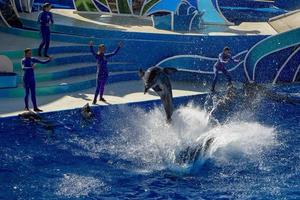 san diego, Verenigde Staten van Amerika - november, 15 2015 - de dolfijn tonen Bij zee wereld foto