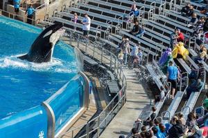 san diego, Verenigde Staten van Amerika - november, 15 2015 - de moordenaar walvis tonen Bij zee wereld foto