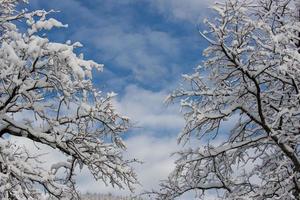 boom takken gedekt door sneeuw in winter foto