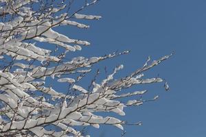 boom takken gedekt door sneeuw in winter foto