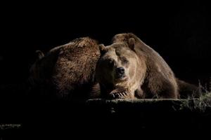 beer bruin grizzly in de zwart achtergrond foto
