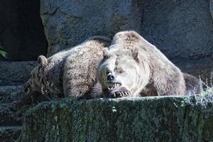 beer bruin grizzly in de zwart achtergrond foto