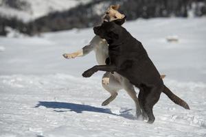 honden terwijl spelen Aan de sneeuw foto