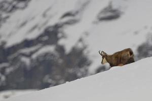 een geïsoleerd gemzen hert in de sneeuw achtergrond foto