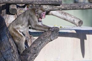 Japans makaak aap portret foto