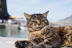 kat terwijl resting in vernazza haven foto