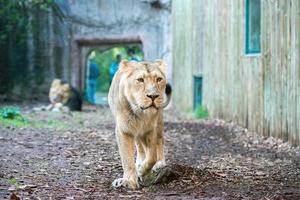 vrouw leeuw Bij de dierentuin foto