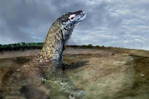 komodo draak in de water zwembad foto