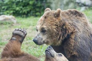 twee zwart grizzly bears foto