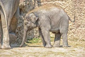 baby olifant portret dichtbij omhoog foto