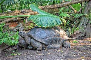 reusachtig schildpad dichtbij omhoog portret foto