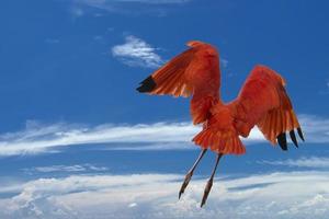 rood ibis vogel Aan diep blauw lucht achtergrond foto