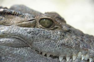 krokodil alligator oog dichtbij omhoog foto