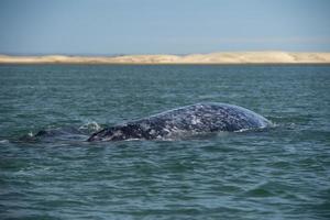 grijs walvis moeder en kalf foto