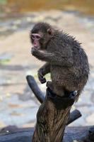 Japans makaak aap portret foto