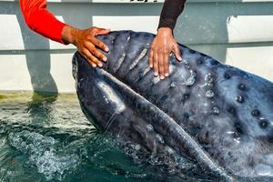 grijs walvis naderen een boot foto