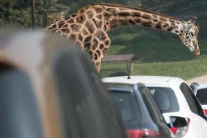 giraffe dichtbij naar auto's in een park foto