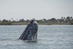 grijs walvis moeder en kalf foto