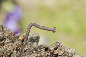 verroest ijzer piek Aan hout macro dichtbij omhoog foto