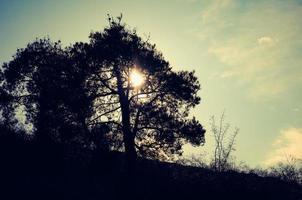 avond visie van een pijnboom boom met verborgen zon. foto