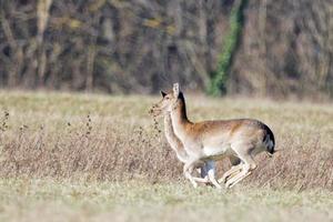 braak herten terwijl rennen foto