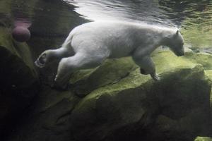 wit beer onderwater- Bij de dierentuin foto