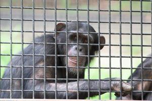 gekooid chimpansee terwijl op zoek Bij u foto