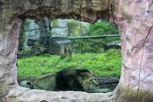 mannetje Aziatisch leeuw terwijl op zoek Bij u Bij de dierentuin foto