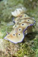 chromodoris coi naaktslak foto