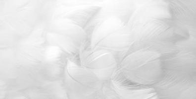 wit pluizig vogel veren. mooi mist. een bericht naar de engel. spandoek. de structuur van delicaat veren. zacht focus foto