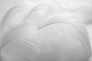 wit pluizig vogel veren en een laten vallen van water. mooi mist. de structuur van delicaat veren. zacht focus foto