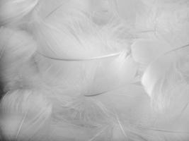 wit pluizig vogel veren. mooi mist. een bericht naar de engel. de structuur van delicaat veren. zacht focus foto