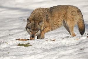 wolf aan het eten in de sneeuw foto