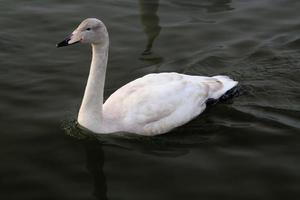 een visie van een hoer zwaan in reykjavik in IJsland foto