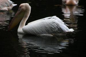 een close up van een pelikaan in londen foto
