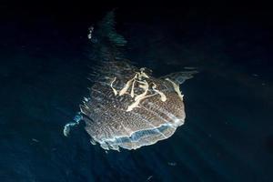 walvis haai dichtbij omhoog onderwater- portret foto