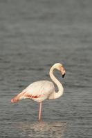 geïsoleerd roze flamingo op zoek Bij u foto