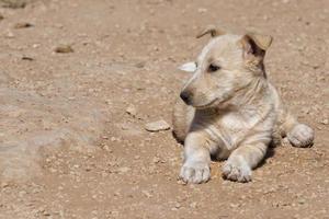 puppy pasgeboren witte Pommeren hond foto