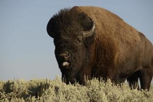 buffel bizon in lamar vallei yellowstone foto