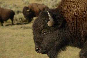 buffel bizon in lamar vallei yellowstone foto