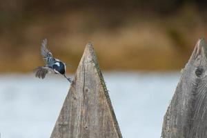 blauw tit Aan houten hek foto