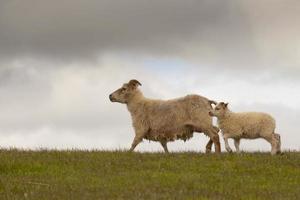 een schapen van IJsland met haar kalf terwijl rennen foto